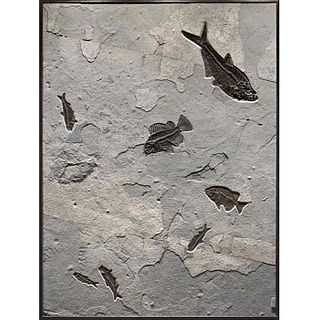FOSSIL MURAL WITH 7 FOSSILIZED FISH