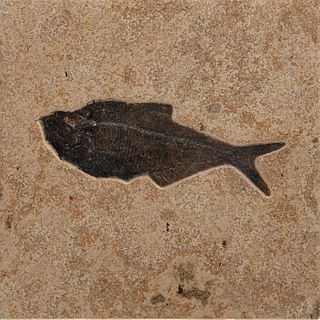 GREEN RIVER EOCENE FISH IN COMBINATION FINISHED TILE