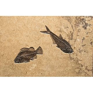LARGE FOSSILIZED EOCENE FISH IN COMBINATION TILE