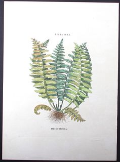 Collection of Twenty Six Botanical Print W/Makers Stamp