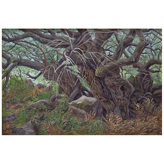 NICOLÁS MORENO, El pirul viejo ("The Old Tree"), Signed and dated 1978 front and back, Oil on canvas on wood, 15.7 x 23.6" (40 x 60 cm)