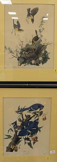 Four colored bird prints to include two prints after Audubon, Yellow Breasted Chat, Blue Jay, along with John A Ruthven American Robins limited editio