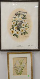 Group of six framed bird prints and lithographs to include three Richard Sloani Cactus Wren, Snowy Owl, California Quail, along with two Jeanne Holgat