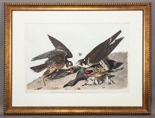 After John James Audubon "Great-Footed Hawk"