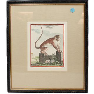 Hand Colored Engraving Print by George Buffon