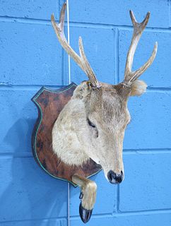 TAXIDERMY: BUCK DEER, head mount with hoof, on a shield-shaped board.