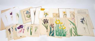 SELECTION OF UNFRAMED IRIS PRINTS, APPROX. 29PCS