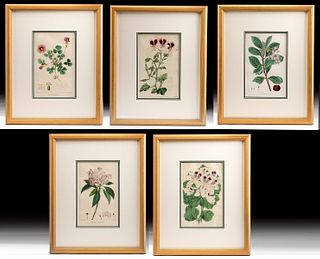 5 Early 19th C. French & British Engravings, Botanicals