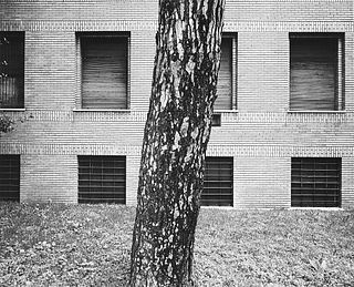 Mimmo Jodice (1934)  - Untitled (tree trunk), years 1980