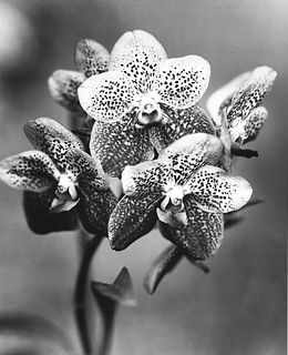 Gian Paolo Barbieri (1938)  - Orchidea n. 2, Seychelles, 1984