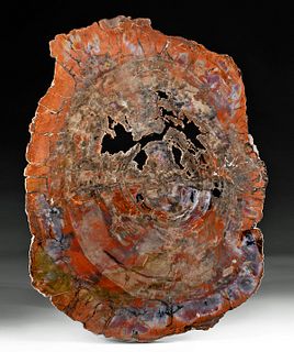 Huge Triassic Arizona Petrified Tree Slice & Book