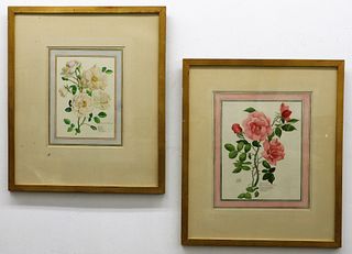 PR Herbert Marsden Botanical Watercolor Paintings
