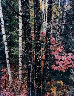 * Eliot Porter, (American, 1901-1990), Trunks of Maple and Birch with Oak Leaves, NH, 1956