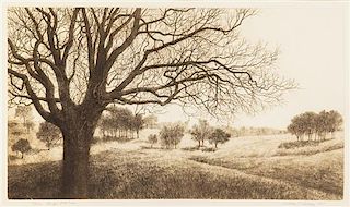 William Livesay, (American, 21st century), Large Oak Tree 1983