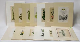 13 European Assorted Colored Botanical Etchings