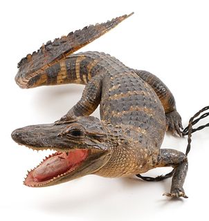 1930s Taxidermy ALLIGATOR Table Lamp