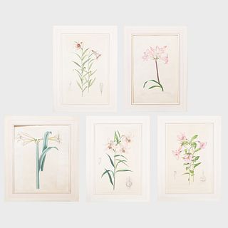 European School: Amaryllis and Lilies: Five Plates