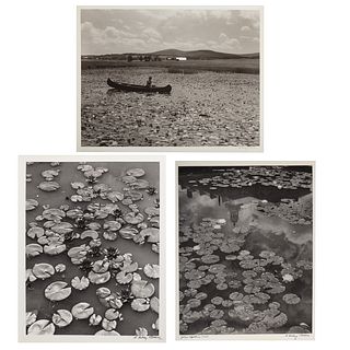 A. Aubrey Bodine. Three Waterlillies Photos