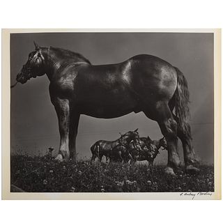 A. Aubrey Bodine. "Belgian Horses"