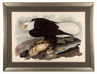 Audubon Print White Headed Eagle w/Catfish Amsterd