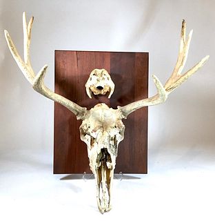 Natural Mounted Elk Skull with Horns