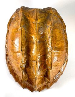 Antique American Alligator Snapping Turtle Shell