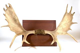 A Pair of Mounted Natural Moose Antlers