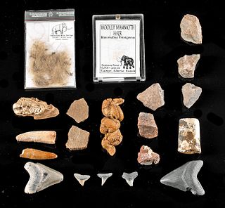 Fossil Assortment - Sharks, Dinosaurs, Mammoths, & More