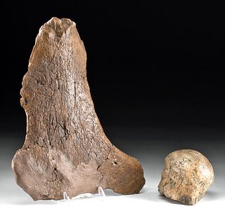 Late Cretaceous Triceratops Ball Socket & Jugal Fossil