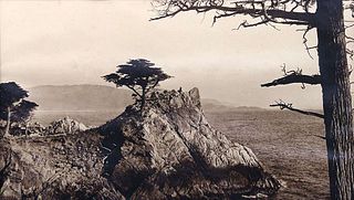 Vintage Photo of Lone Cypress, Monterey, CA c1920s