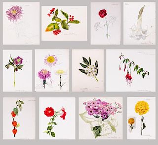 Cynthia Newsome Taylor (19th Century) Twelve Botanicals, Watercolors,