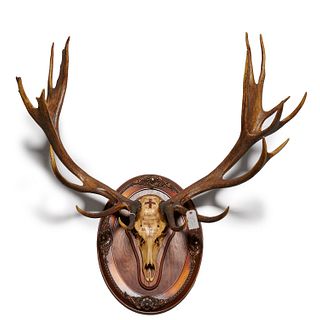 Royal hunt stag skull & 19-point antlers, 1860