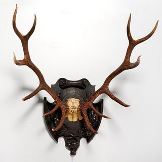 Mounted Black Forest stag 12-point antlers, 1906