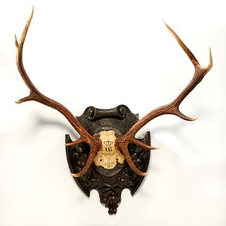 Mounted Black Forest stag 10-point antlers, 1905