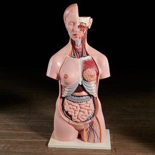 Vintage +3B Scientific female anatomical model