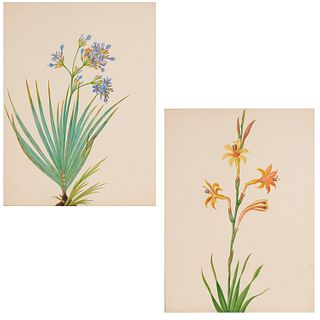 Pair Botanical watercolors