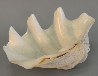 Clamshell, 6 1/2" h. x 14" w.