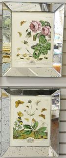 Set of four mirrored, framed botanical prints, 14 1/2" x 11 1/2".