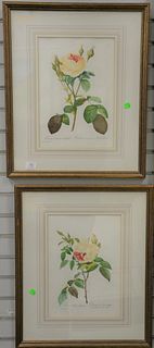 Thirteen framed and matted botanical prints, eight after Pierre Joseph Redoute (Belgian/French, 1759 - 1840); and five others depicting fruit, some to