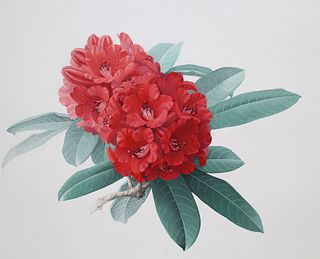 Zeng Xiaolian (B. 1939) "Rhododendron Delavayi"