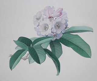 Zeng Xiaolian (B. 1939) "Rhododendron Fortunei"
