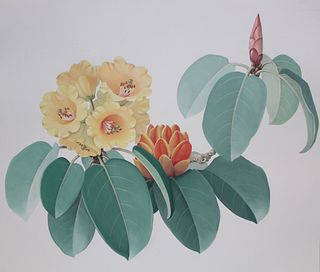 Zeng Xiaolian (B. 1939) "Rhododendron Wardii"