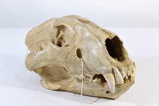 Skull of West African Lion from 1900’s