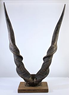 Giant Eland Antelope Horns from CAR 1900's