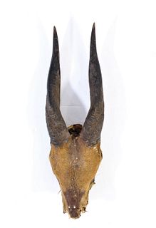 African Bush Buck Antelope Head and Horns 1900's