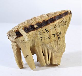 African Elephant's Tooth from 1900's