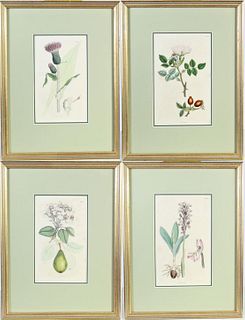 (4) 20th Century Botanical Prints