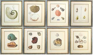 Collection of (8) Colored Shell Lithographs