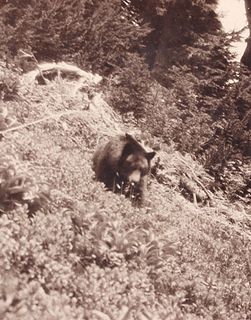 Antique Photo of Bear Cub Mt Rainier c1910