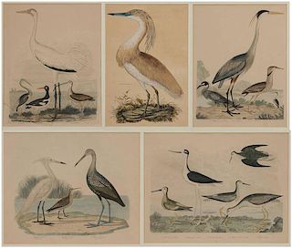 Five Ornithological Prints